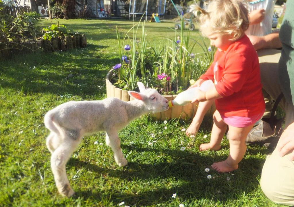 Dunollie Bed & Breakfast | Little Paradise & Petting Farm