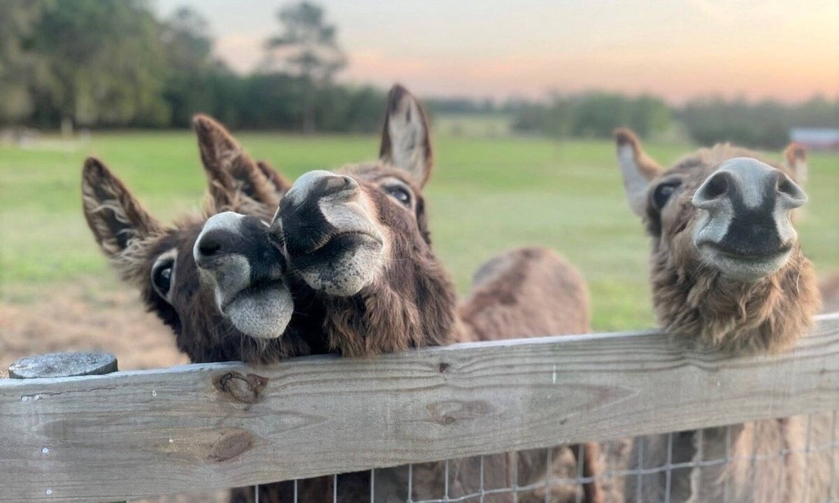 Williston House | Little Ridge Ranch minutes from Ocala and Gainesville!