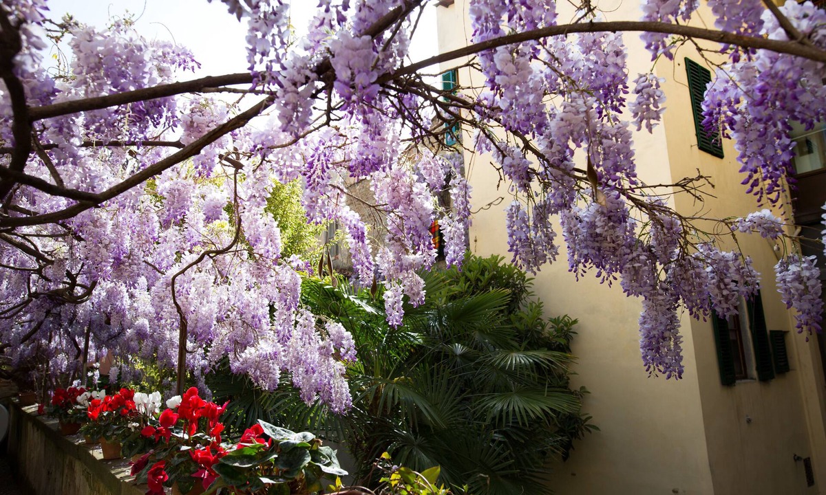 Sant' Ambrogio Bed & Breakfast | Locanda Orchidea - B&B