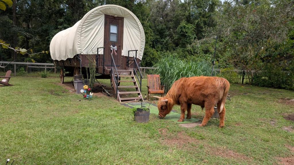 Putnam Hall House | Luxury Covered Wagon, Rooterville Animal Sanctuary