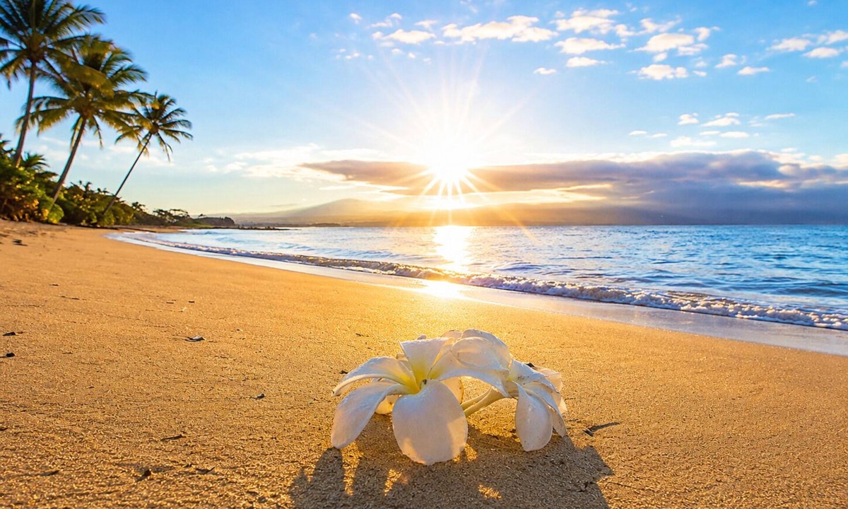 Maalaea Condo | Luxury Ocean Front Condo Free Wi-Fi. Legal Rental