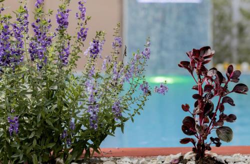 Ciudad Cortes Bed & Breakfast | Macaws Villa
