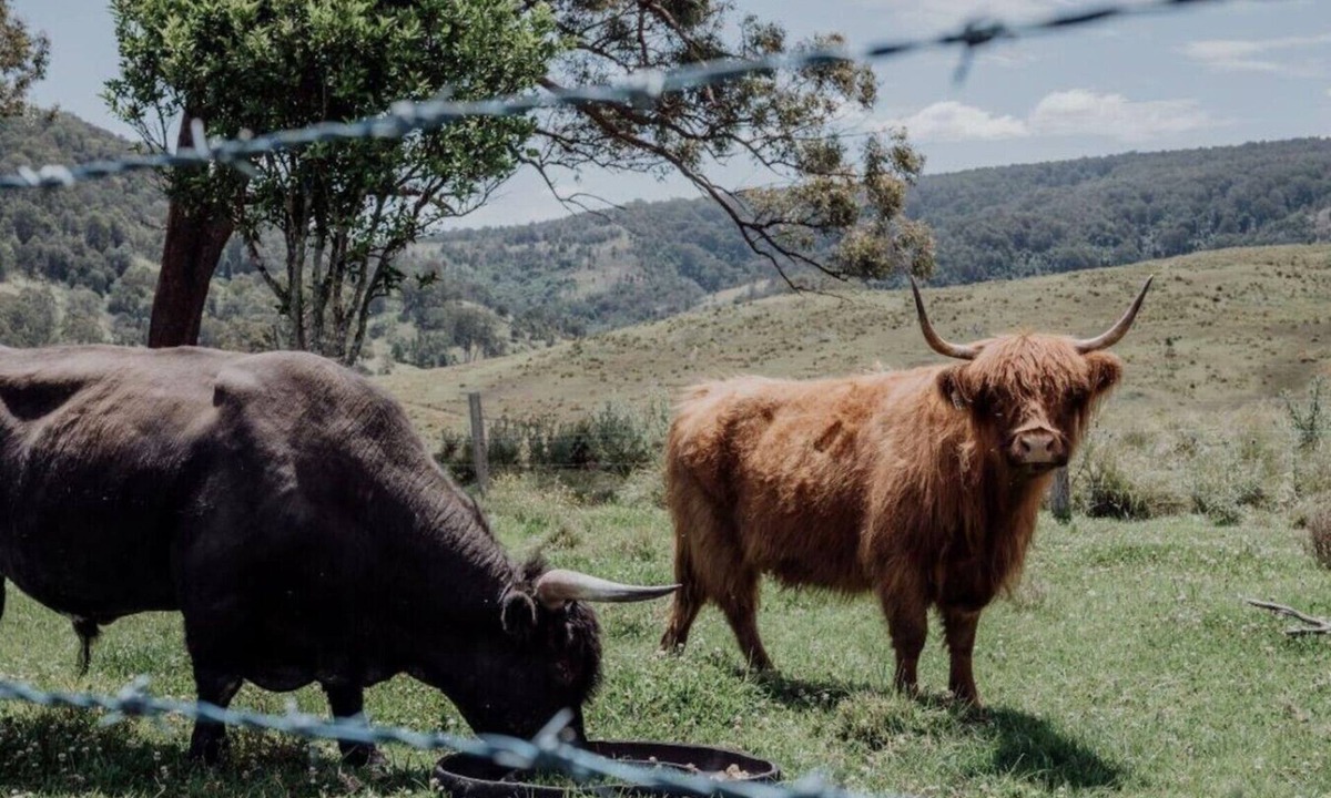 Carrabolla House | Meadow View Cottage - (3bdr) Off Grid Farm Getaway