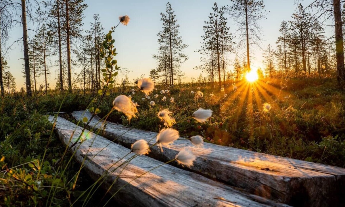 Ranua Cabin | Metsä Kolo