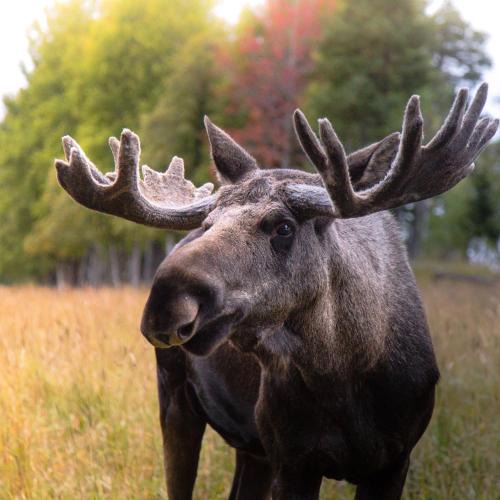 Orrviken House | Moose Garden