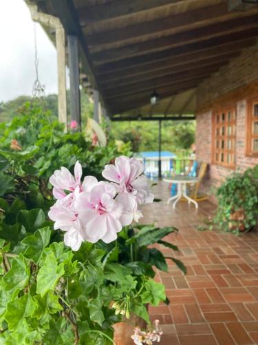 Dagua Bed & Breakfast | Morada de las Aves