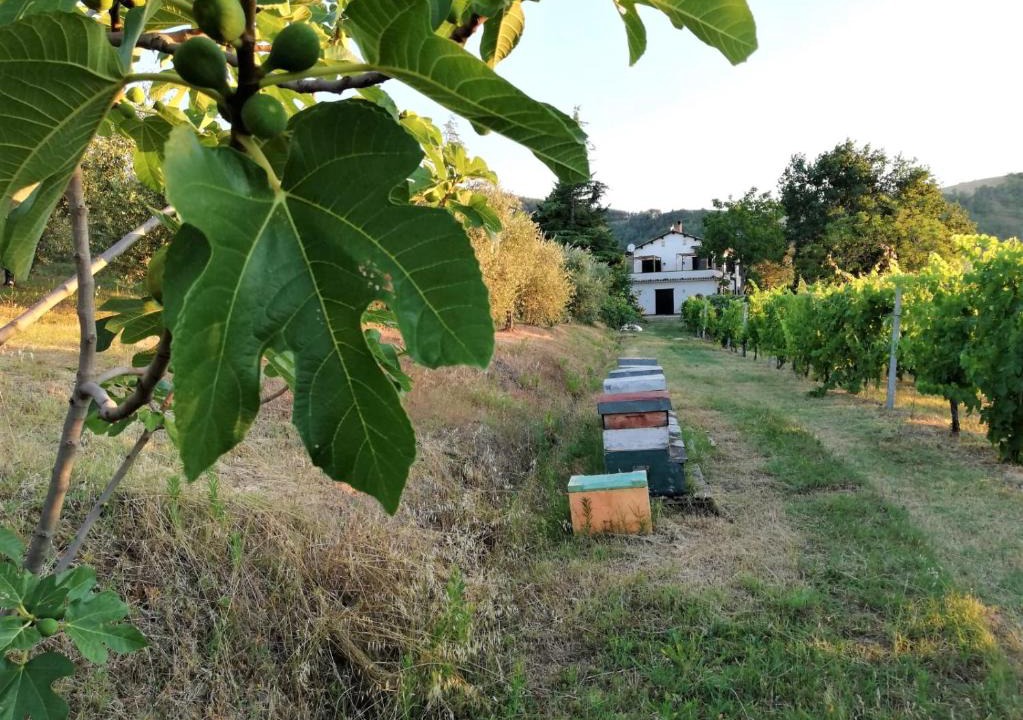 Pieve Salutare Bed & Breakfast | Naturaliterre Agriturismo - Microfattoria