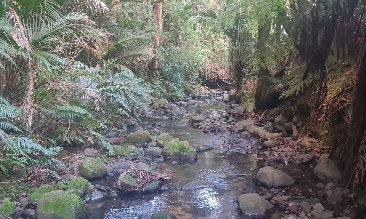 Amodeo Bay House | Nature at its Best - Native bush tranquil & secluded