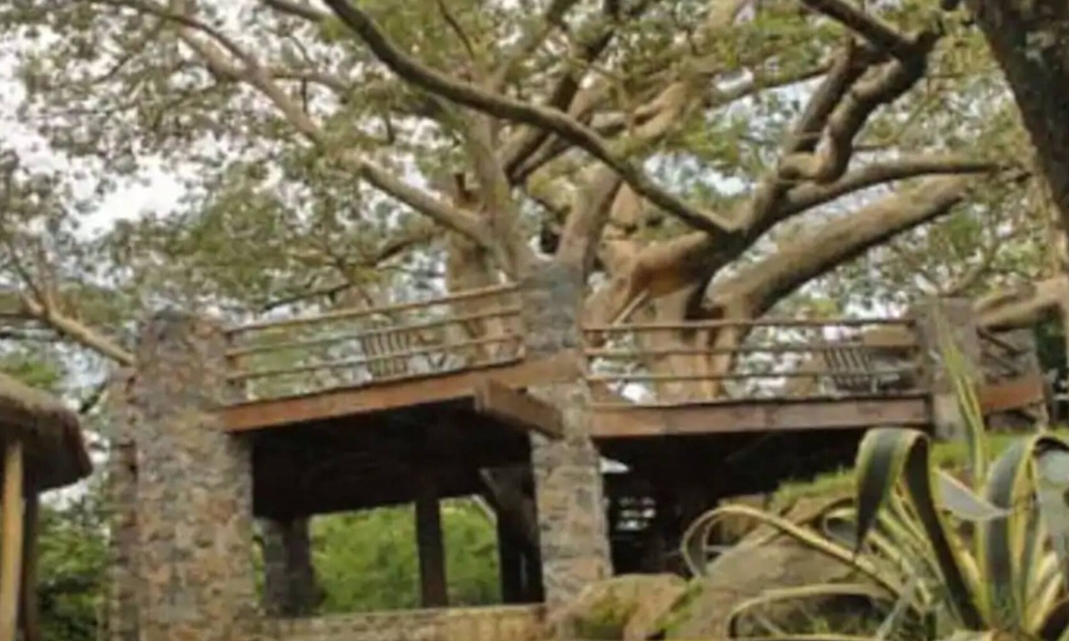 Giyon Cabin | Negash Resort
