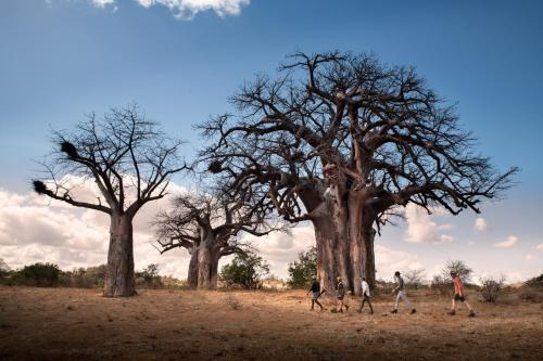 Gwalali Other | Nkula Walking Camp by RETURN Africa