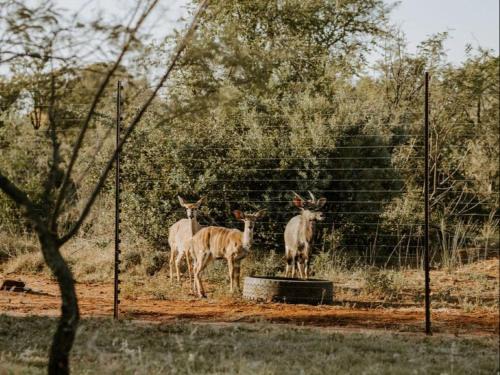 Tshwane Cabin | Nyala Lodge