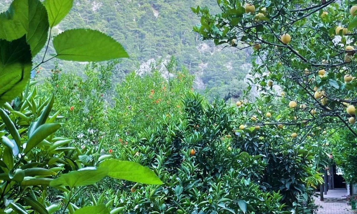 Olympos House | Olympos Varuna Pansiyon