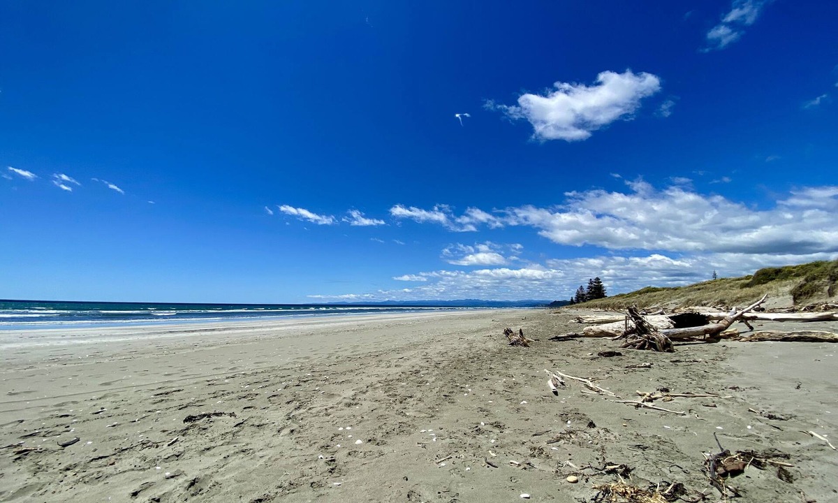 Ohope House | Oystercatcher Bach