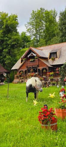 Oncesti Cabin | Pensiunea Rustic Oncesti