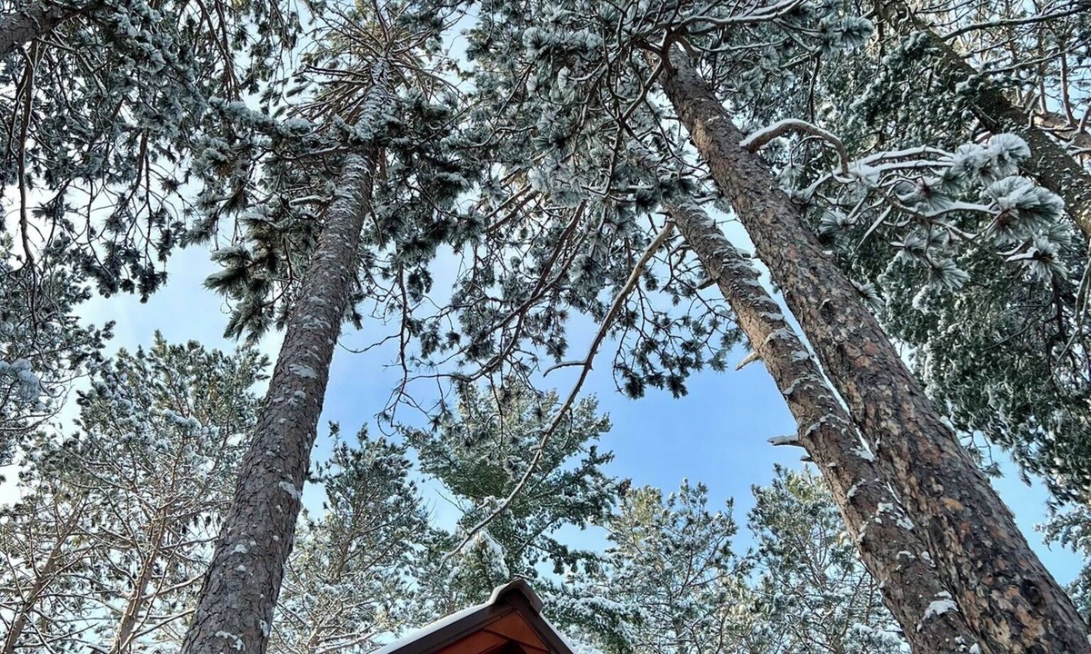 Ely Cabin | PINEY WOODS RETREAT in ELY, MINNESOTA