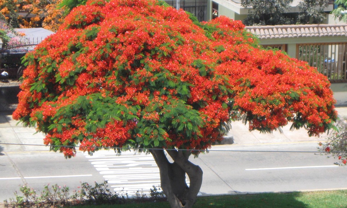 Lima House | Posada Peregrinus
