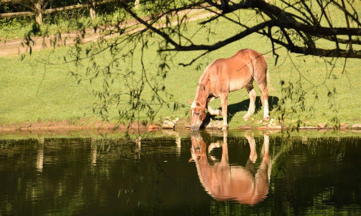 Brevard Cabin | Private Equestrian Estate - Rated Exceptional Since 2013 New Lower Rates!