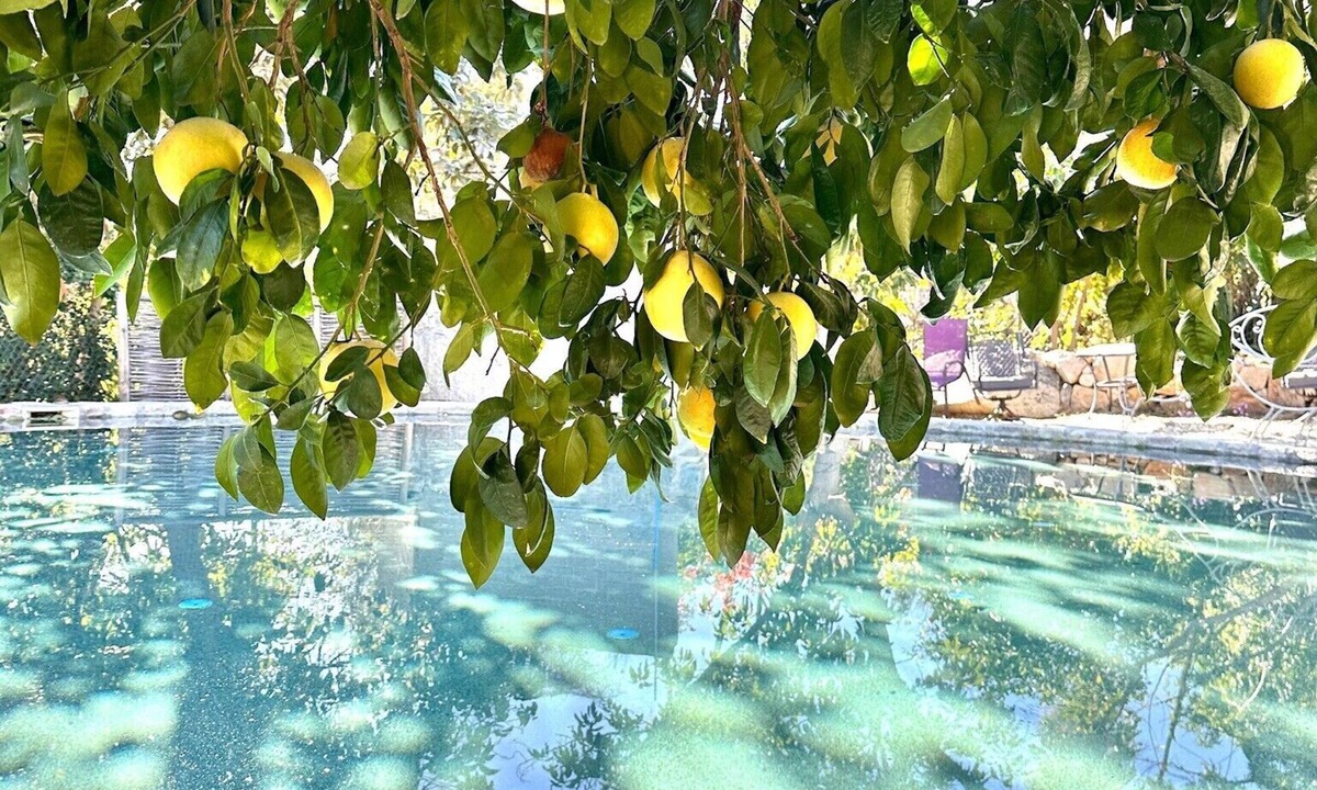 San Bartolo Villa | Private orchard with comfy accommodations, large stone kitchen and large pool