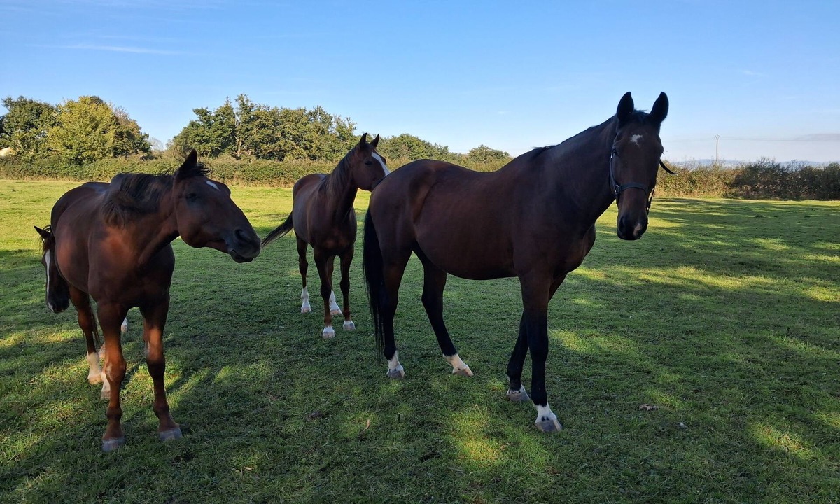 Les Crevents House | Quiet accommodation and verdoyant.au horses.