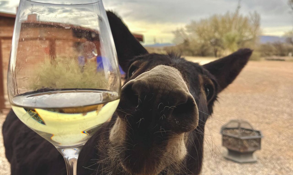 Pomerene Cabin | Ranchito Paraiso: Pet-friendly Rustic Elegance in the Desert