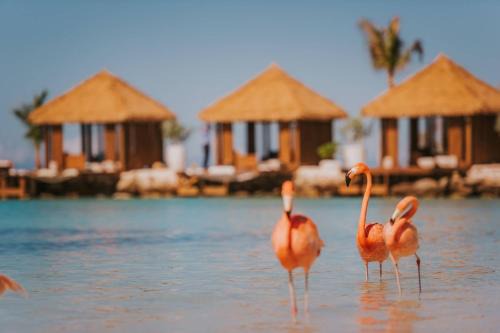 Oranjestad-West Resort | Renaissance Wind Creek Aruba Resort