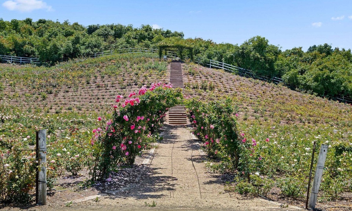 Carpinteria Cottage | Rosebud - Blooming Rose Farm