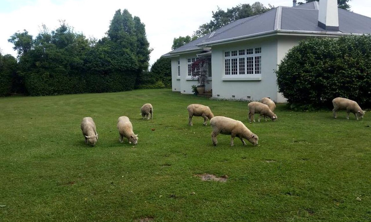 Cambridge Cabin | Rustic Getaway on a Farm with Breakfast Included in Cambridge, North Island