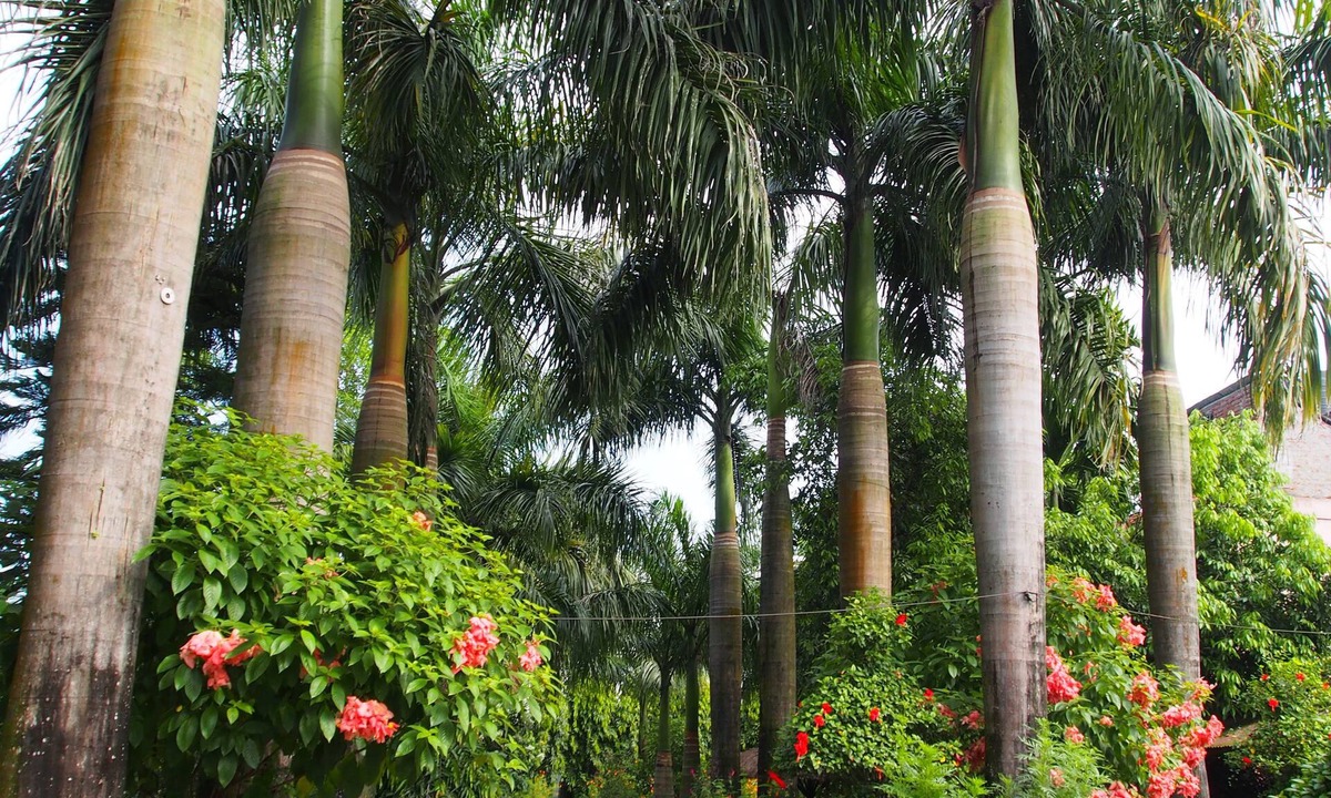 Sauraha Hotel | Sauraha Resort