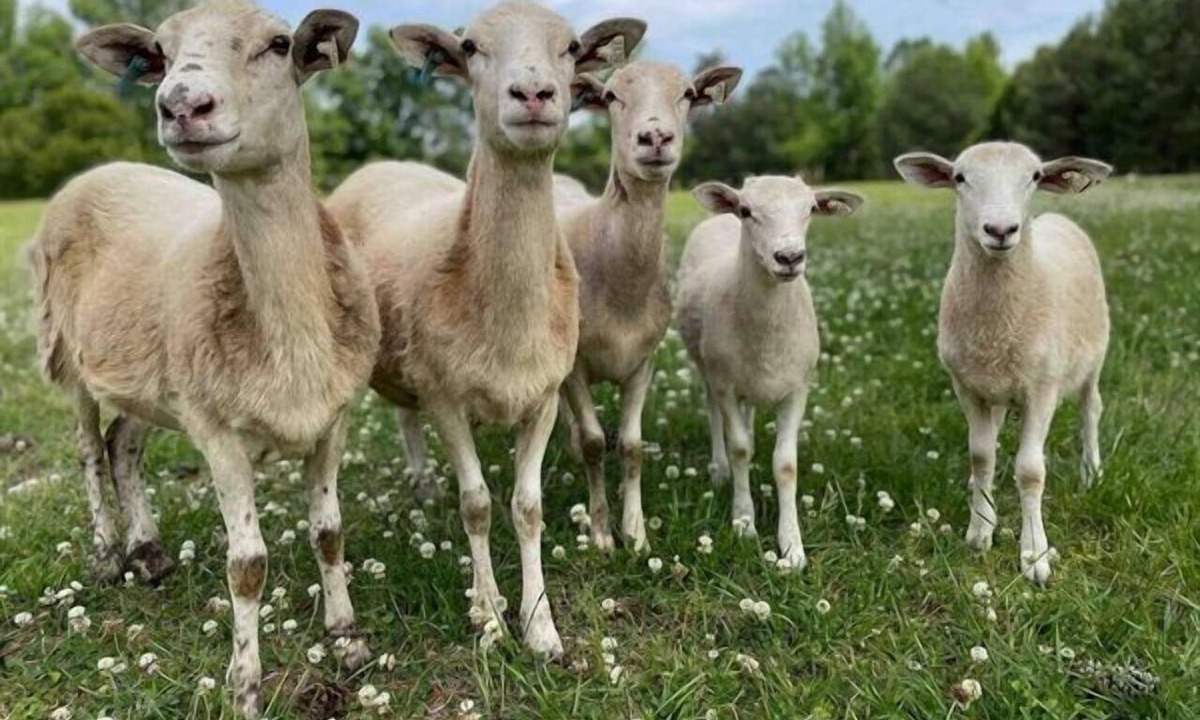 Montevallo Apartment | Sheep Farm - Unique Space - Amazing Views