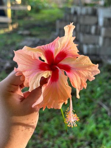 Placencia Hostel | Silver Sand Hostel