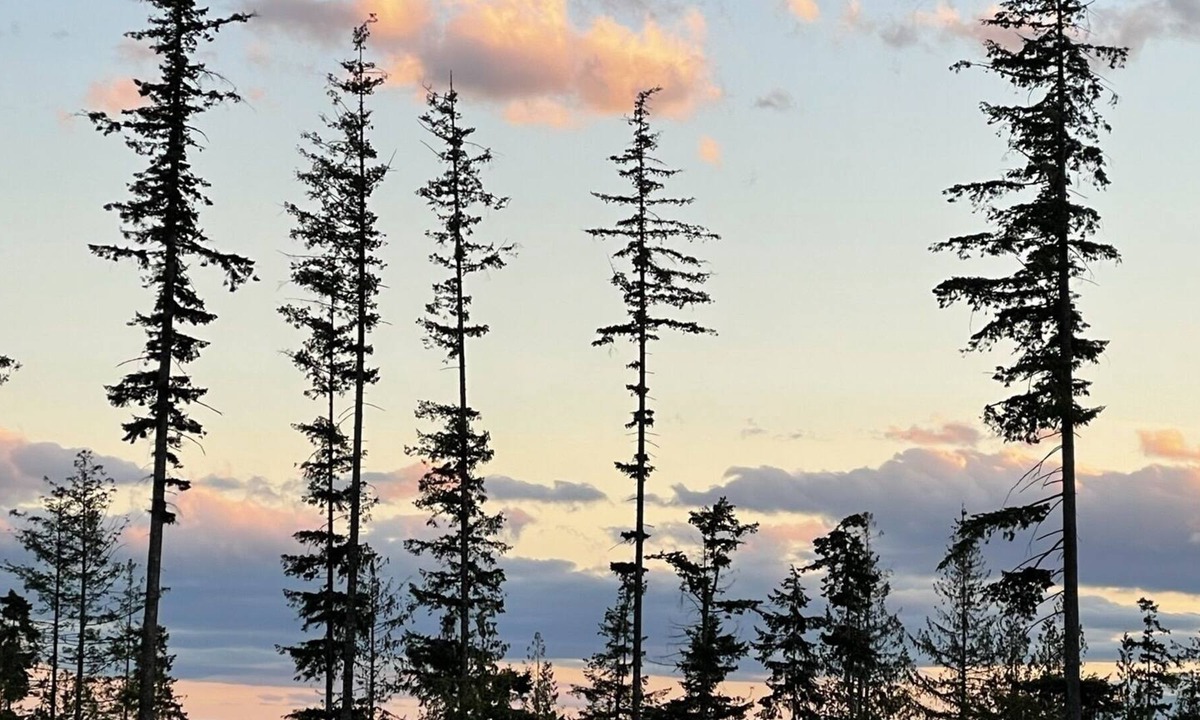 Roberts Creek Cabin | Stargazer & hikers paradise tiny house getaway on Big Sky Tiny Ranch