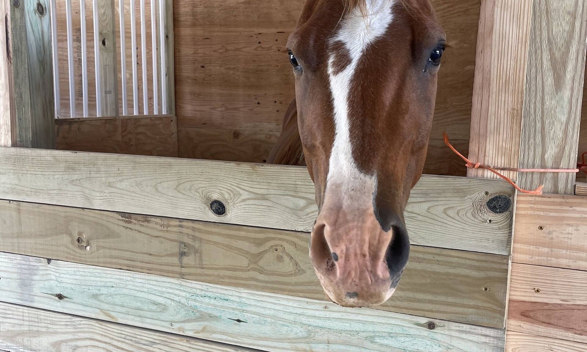 Rowland RV Rental | Staying on a working horse farm