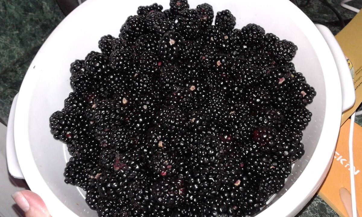 Yalaha Apartment | Stillhouse Hideaway on a Distillery and organic blueberry/blackberry farm