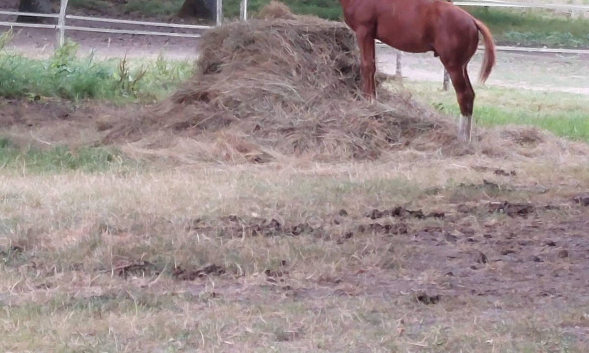 Langon Apartment | Studio Dans Bazadaise sud Gironde Dans un Élevage de Chevaux