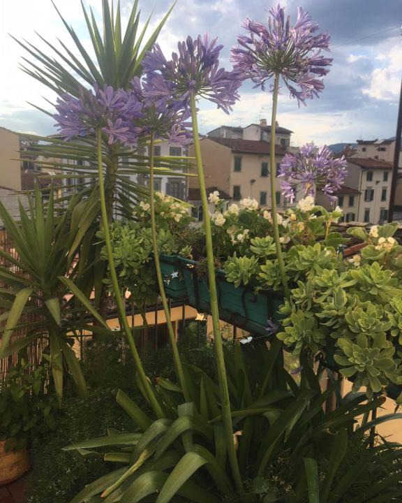 Santa Croce Apartment | Terrazza su Sant'Ambrogio a Firenze