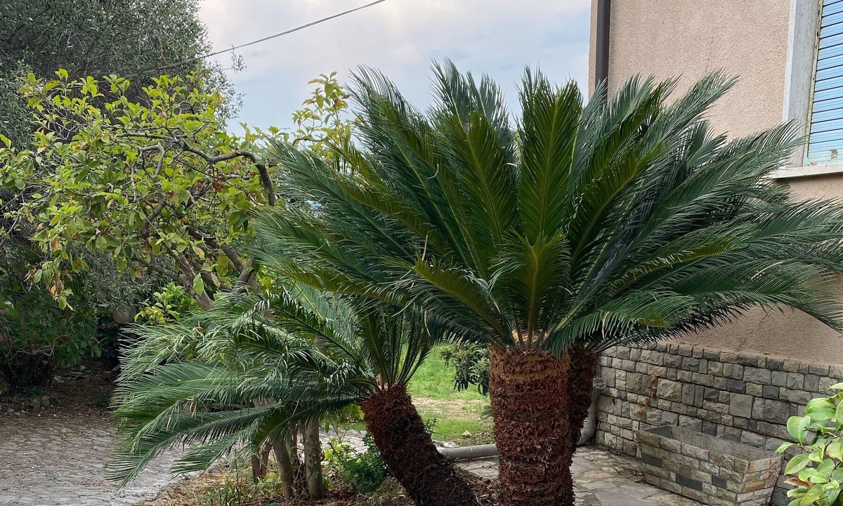 Arcola Apartment | The garden of Cycas, 10 minutes from Lerici