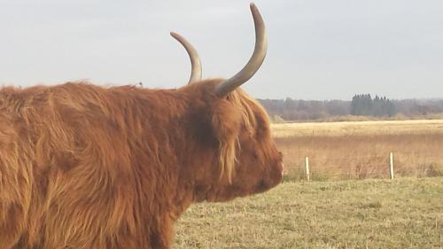 Kirriemuir House | The old farm