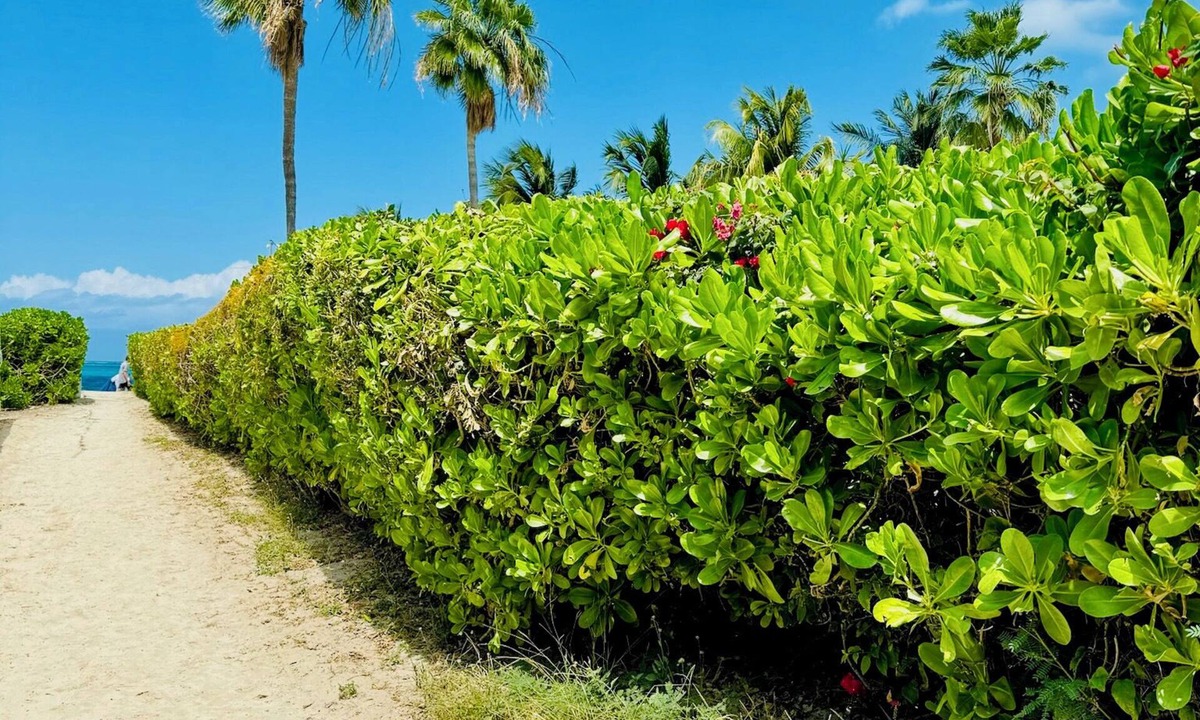 The Bight Cottage | The Seagate-Coconut Cabana.Walking distance to The Best snorkeling on Grace Bay