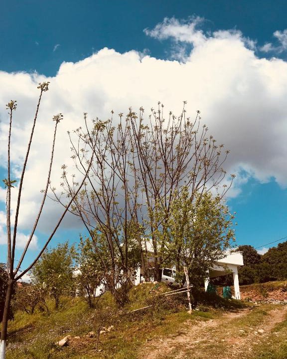 Nurpur House | The Wild Wild