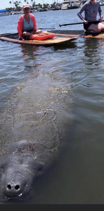 Hodgmans Daytona Boat Rental | Three Brothers Dolphin and Manatee Adventure Tour