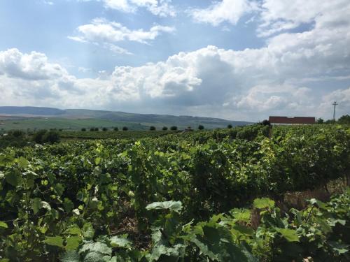 Turda Bed & Breakfast | Transylvania WINE