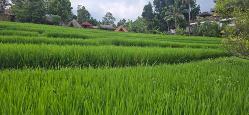 Sukasada Hotel | Uma Nirmala Aling-Aling