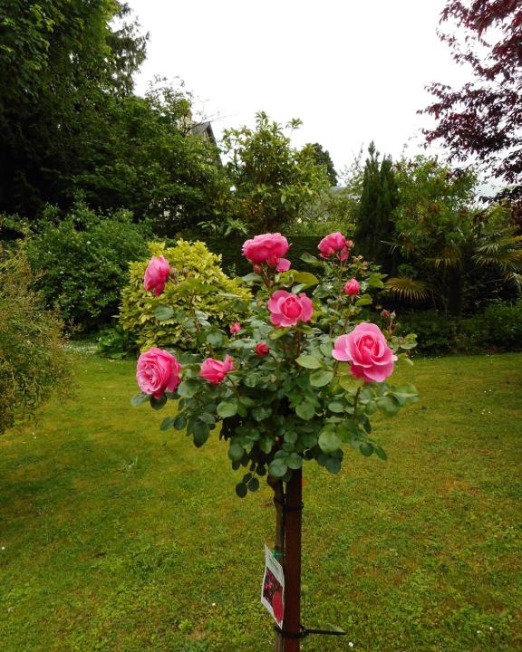 Haie Vigne Bed & Breakfast | Villa Helianthe