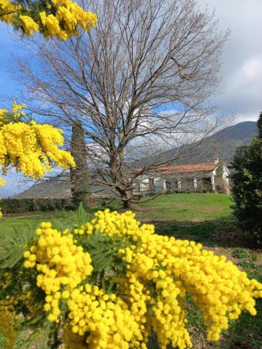 San Giuliano Terme Villa | Villa la Quercia e il Cipresso