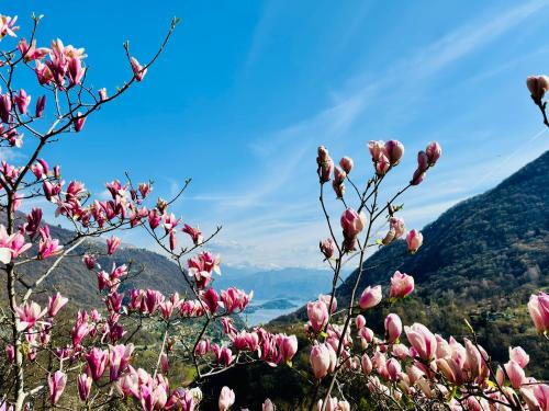 Dizzasco Apartment | Villa Oleandra with Garden&Swimming pool