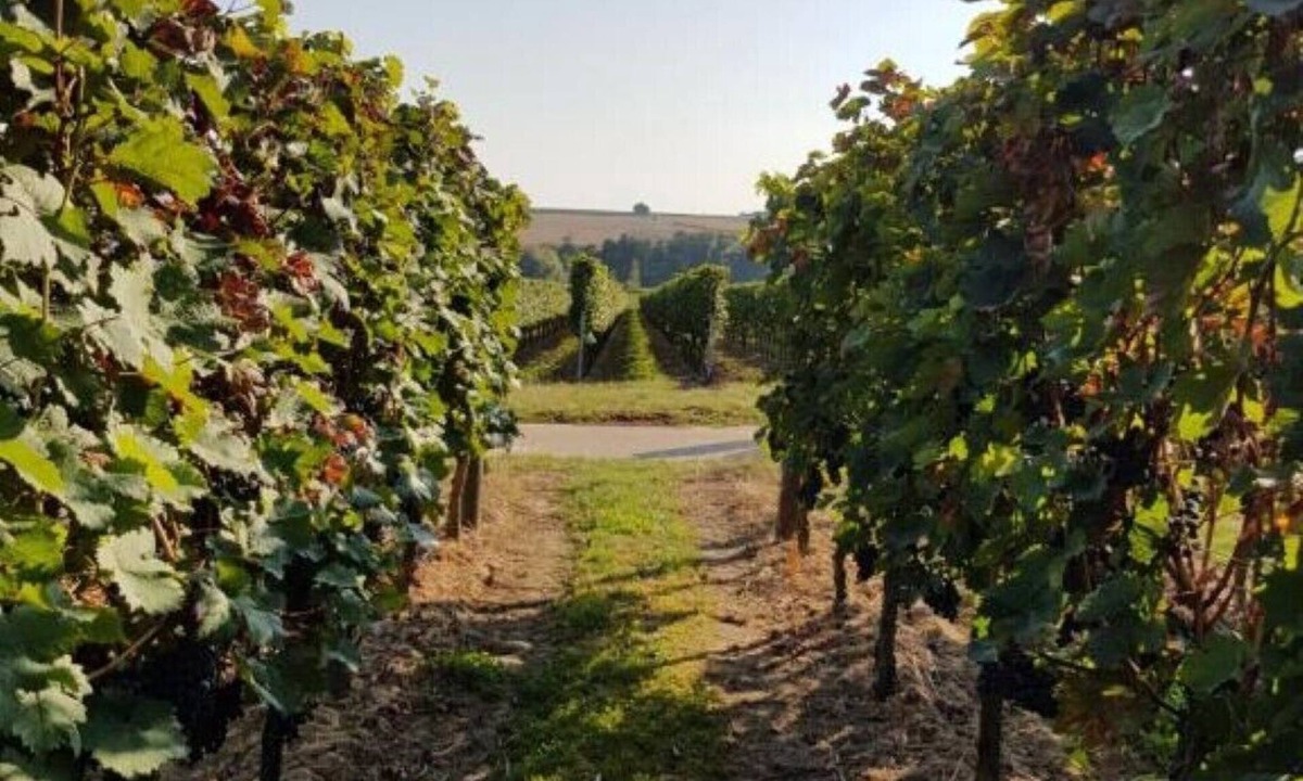 Kapellen-Drusweiler House | Weingut & Gästehaus Nagel - Holiday apartment with 3 bedrooms