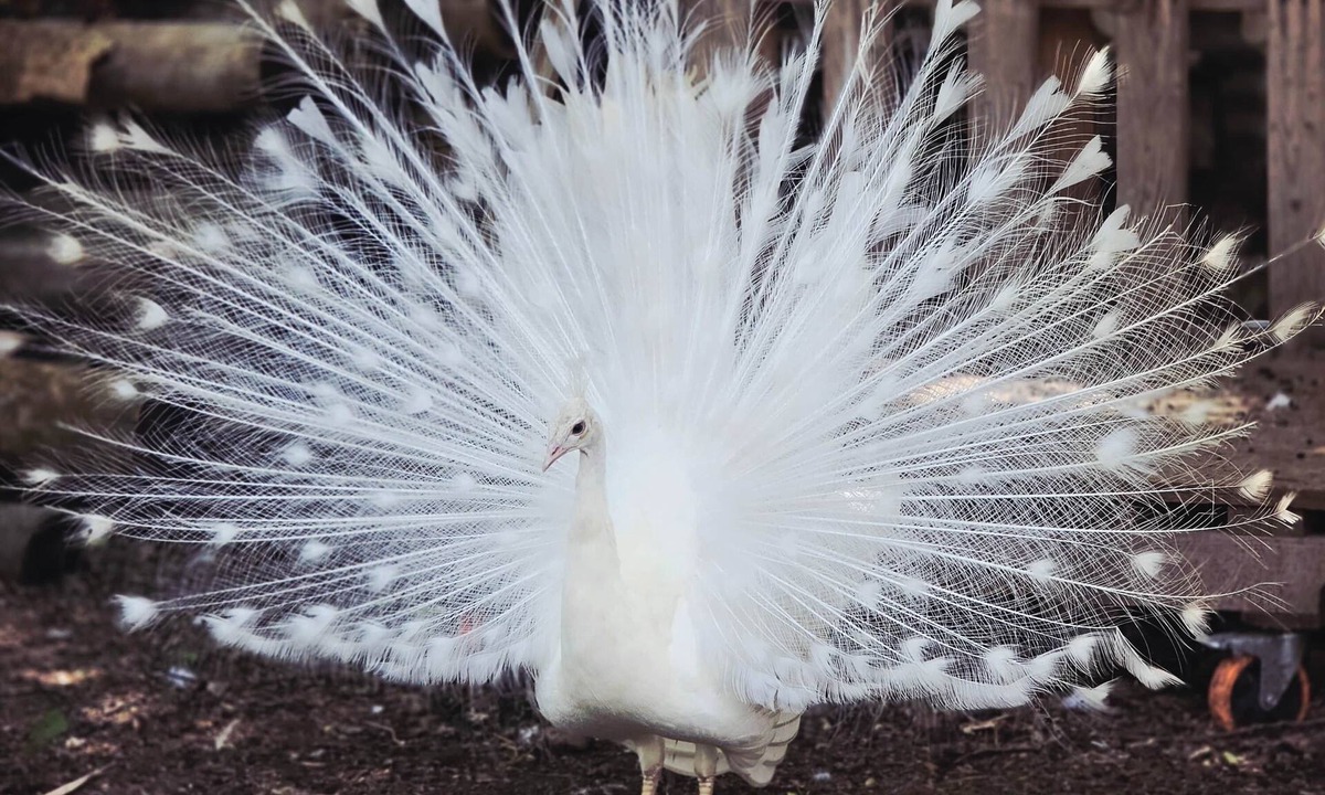 Hutto House | White Feathers Ranch on Brushy Creek, Event Space & Luxury Farmhouse Retreat.