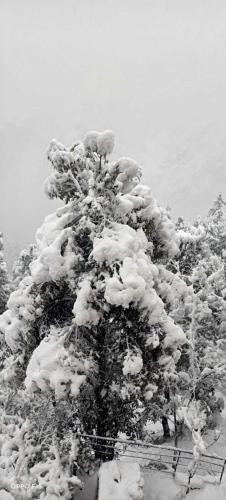 Shimla House | YATIKA HOMESTAY