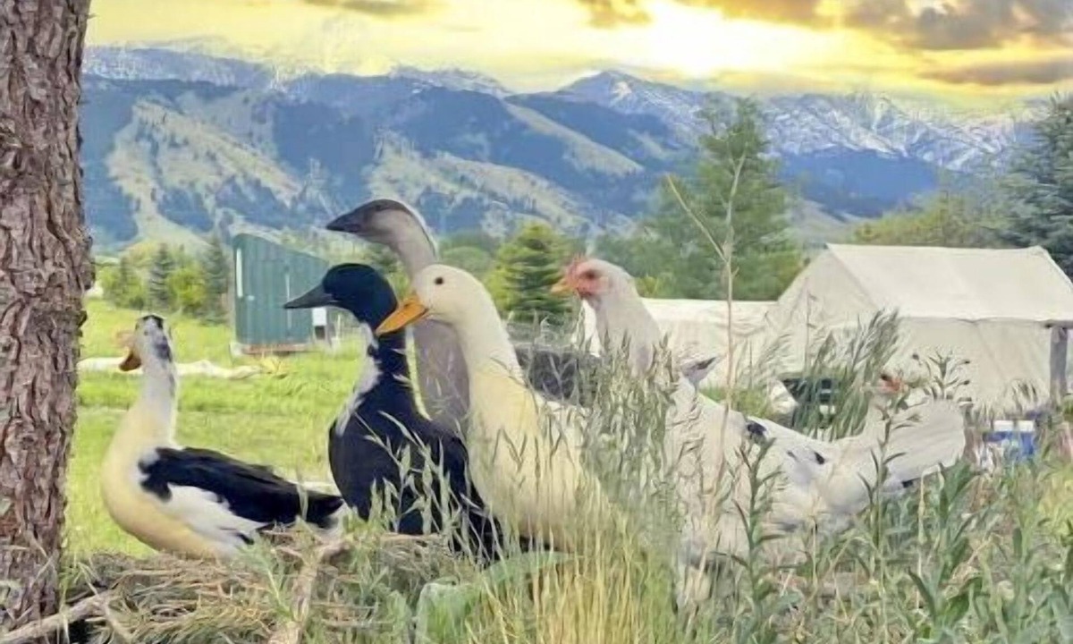 Belgrade Other | Yellowstone 5 acre Farm Retreat