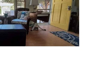 Ocean Beach Fire Island 3bds/2bth,3 Houses from the Beach! Huge back&front yard